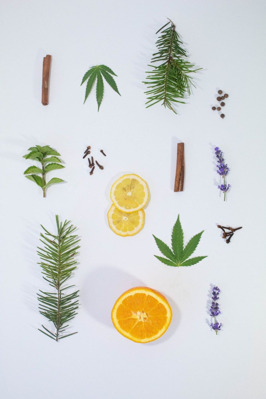 A variety of botanical clippings are arranged on a white background