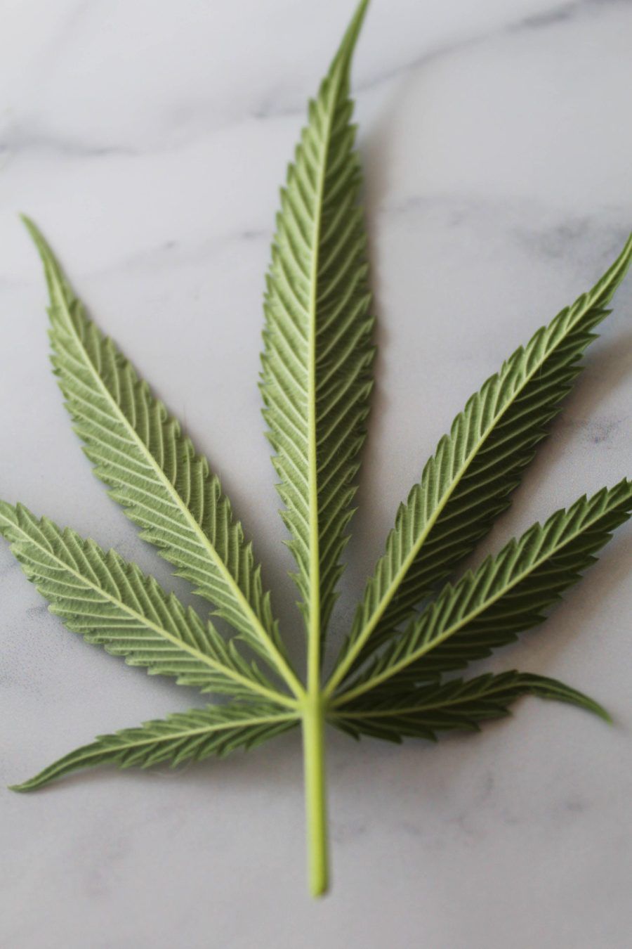 A cannabis leaf sits on a marble background, zoomed in and focused on the leaves details.